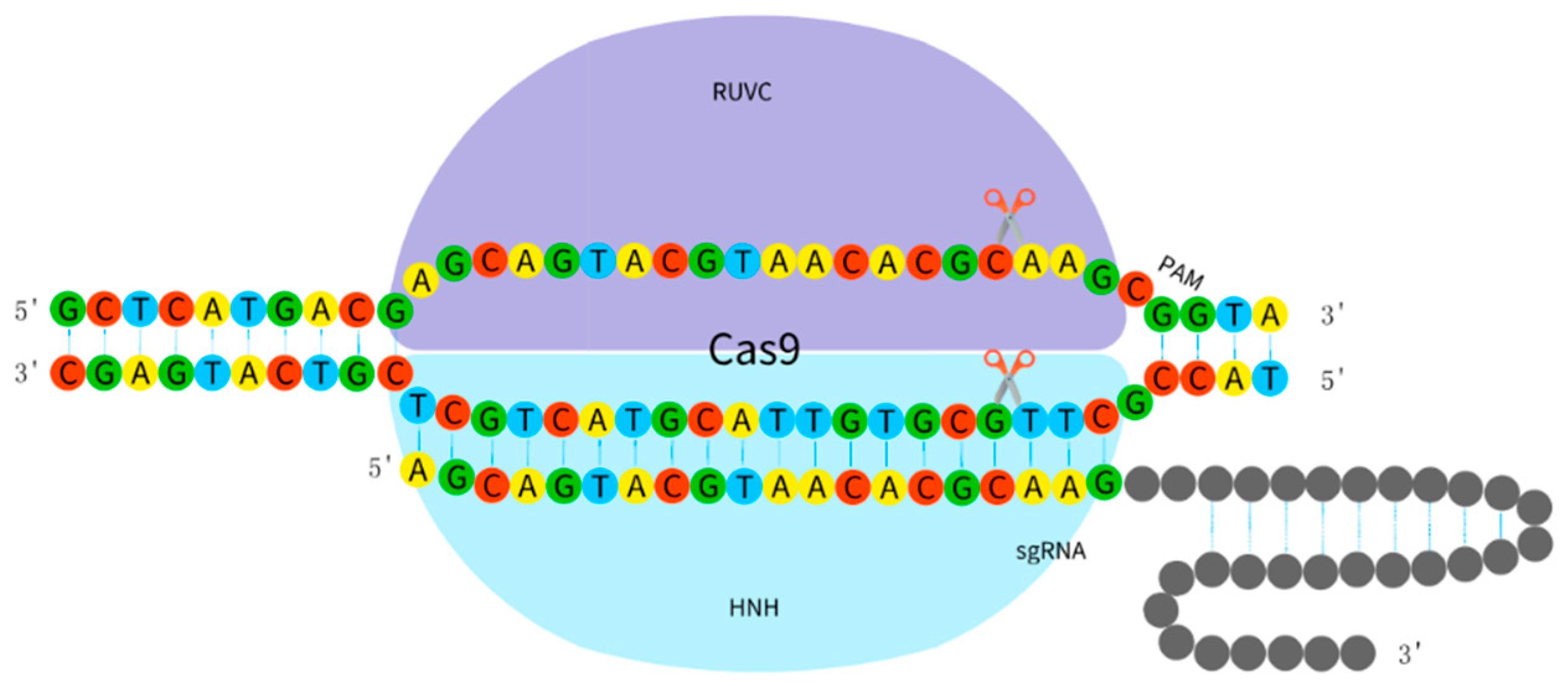 Схематичне зображення системи CRISPR-Cas9: гідова РНК, білок Cas9 і розрив ДНК у цільовому сегменті